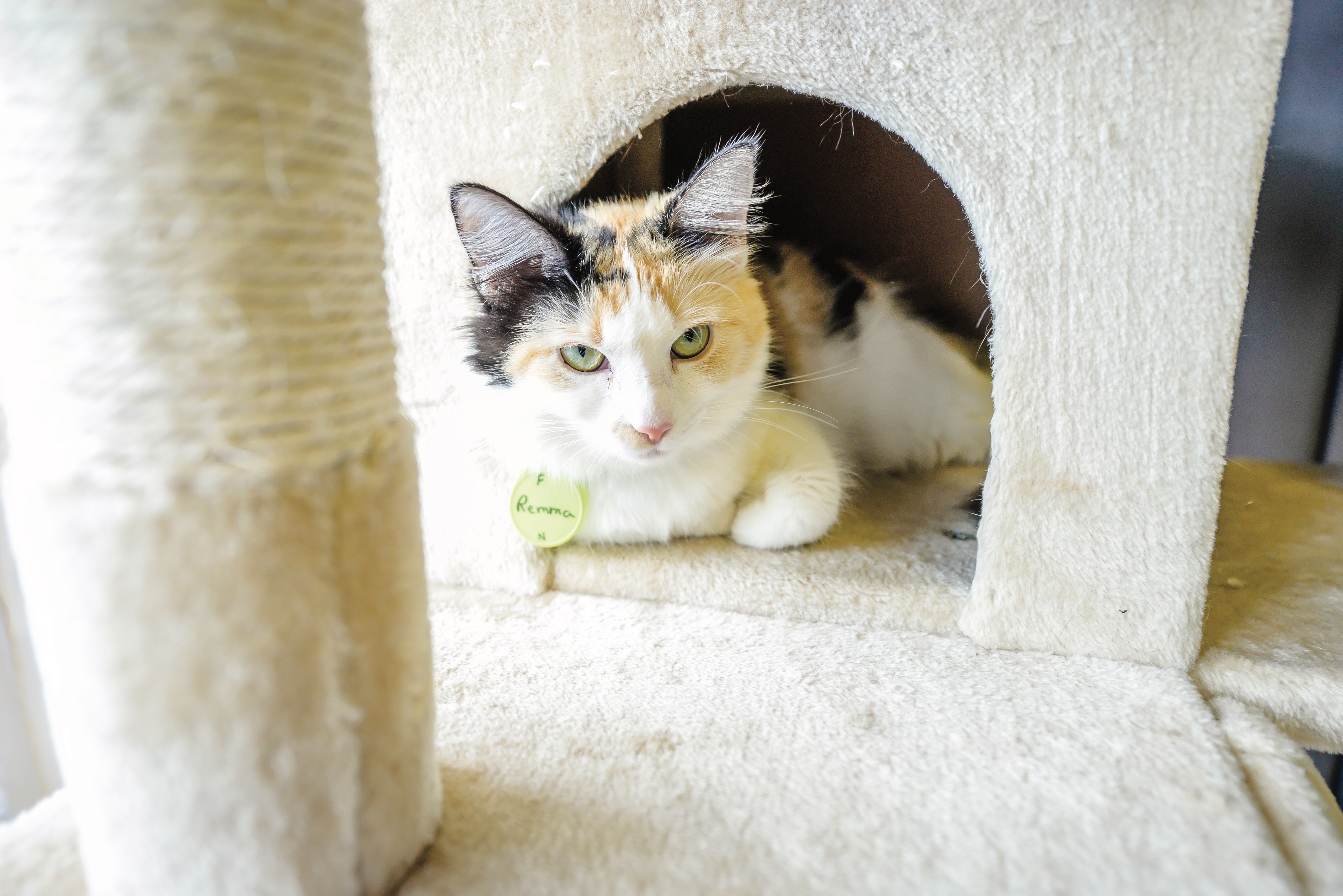 cat adoption, Norfolk cat cafe