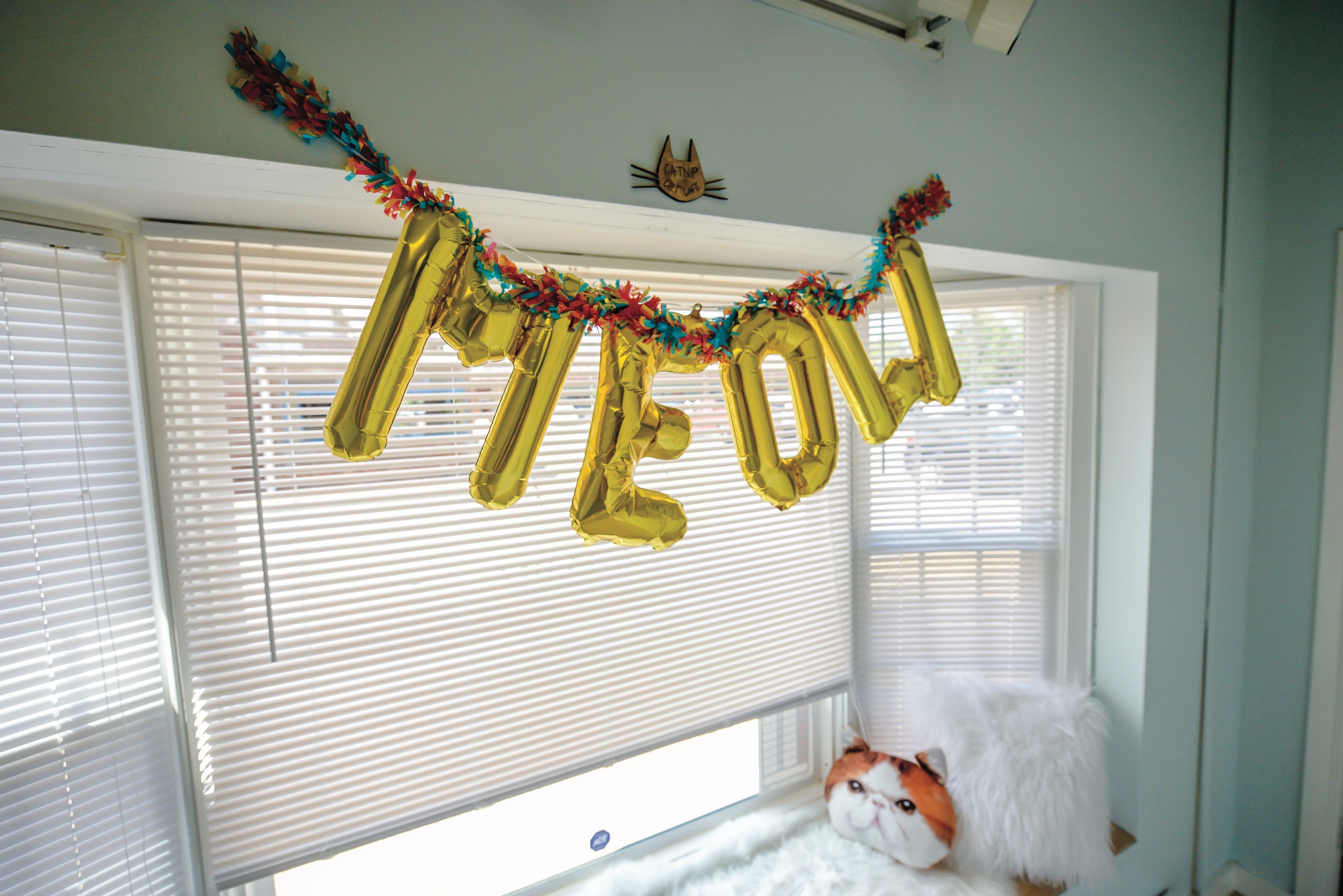 Norfolk pet adoption, cat adoption, cat cafe