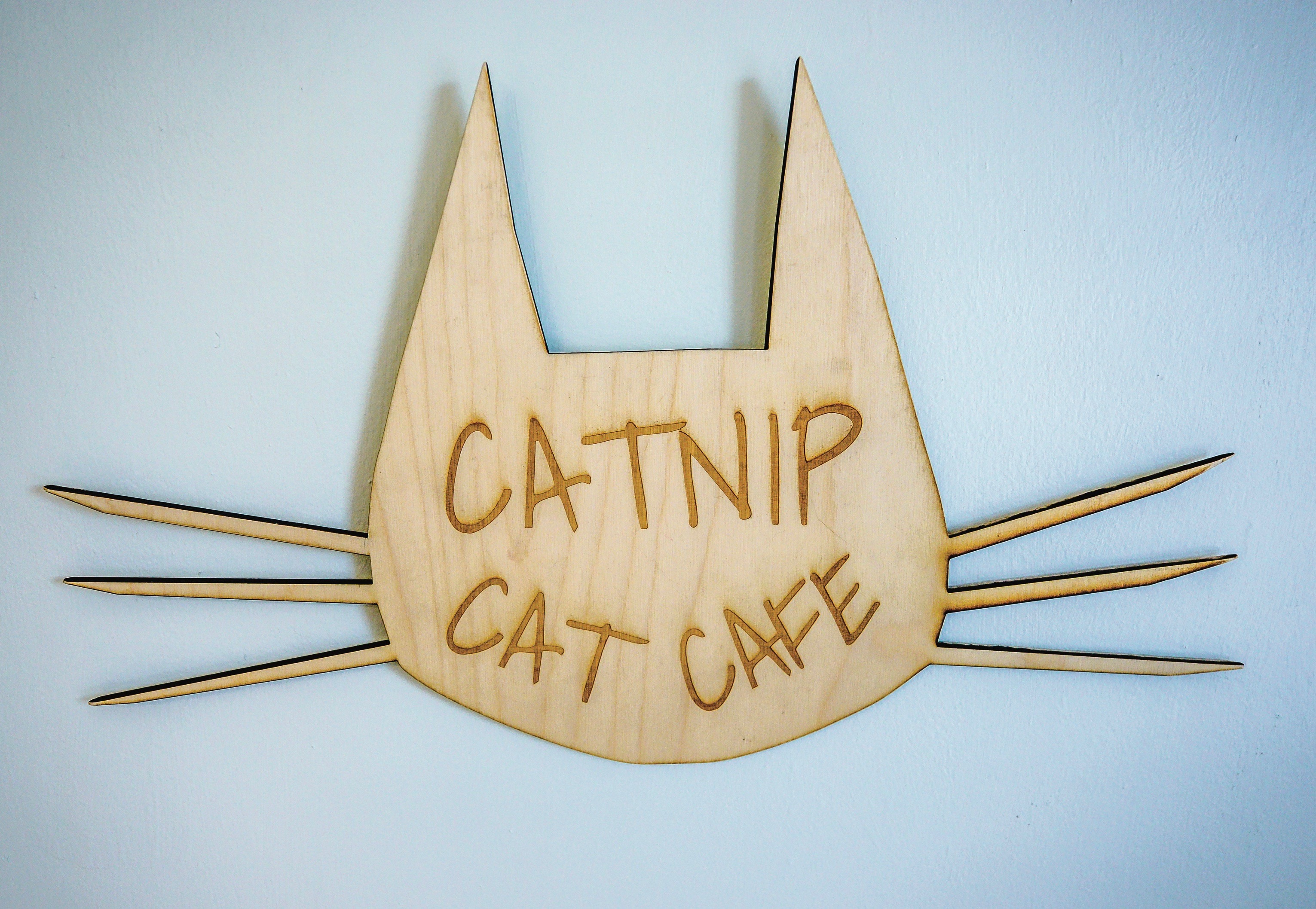 Catnip Cat Cafe, Homeless cats, homeless kitties