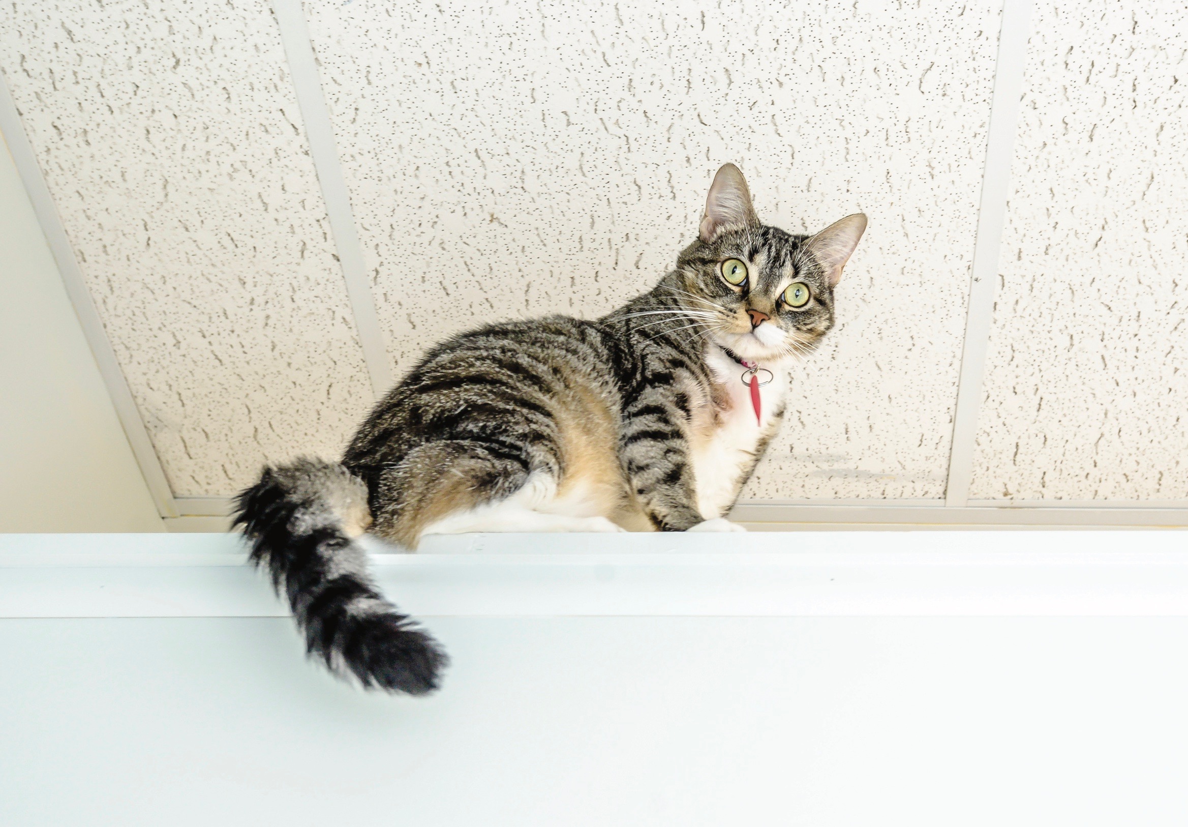 cats for adoptions, cat cafe in Norfolk, kitties