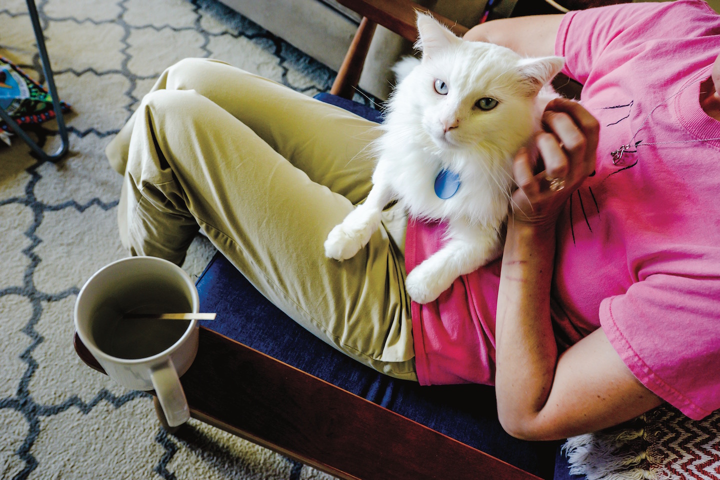 Norfolk cats for adoption