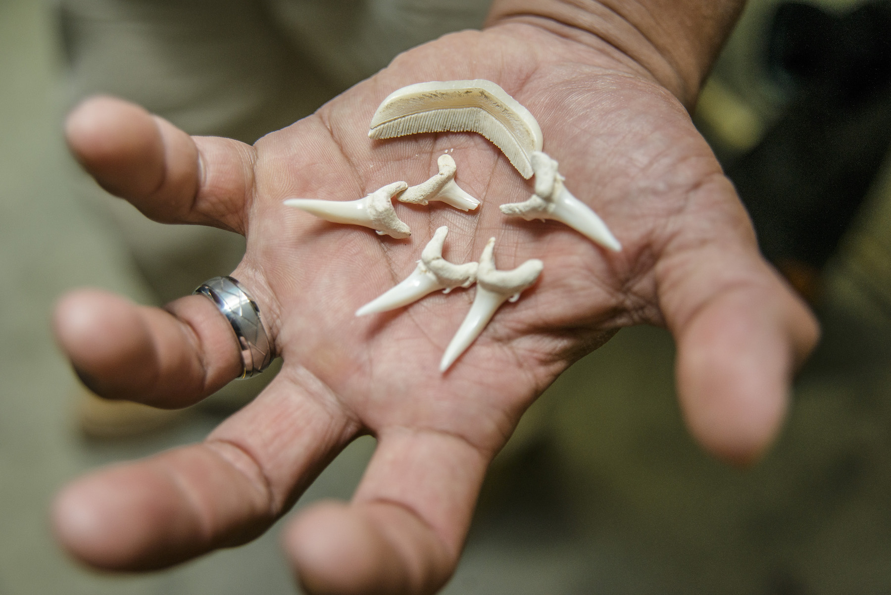 Red Sea Exhibit, Virginia Aquarium, Sand Tiger Shark and Spotted Eagle Ray Teeth