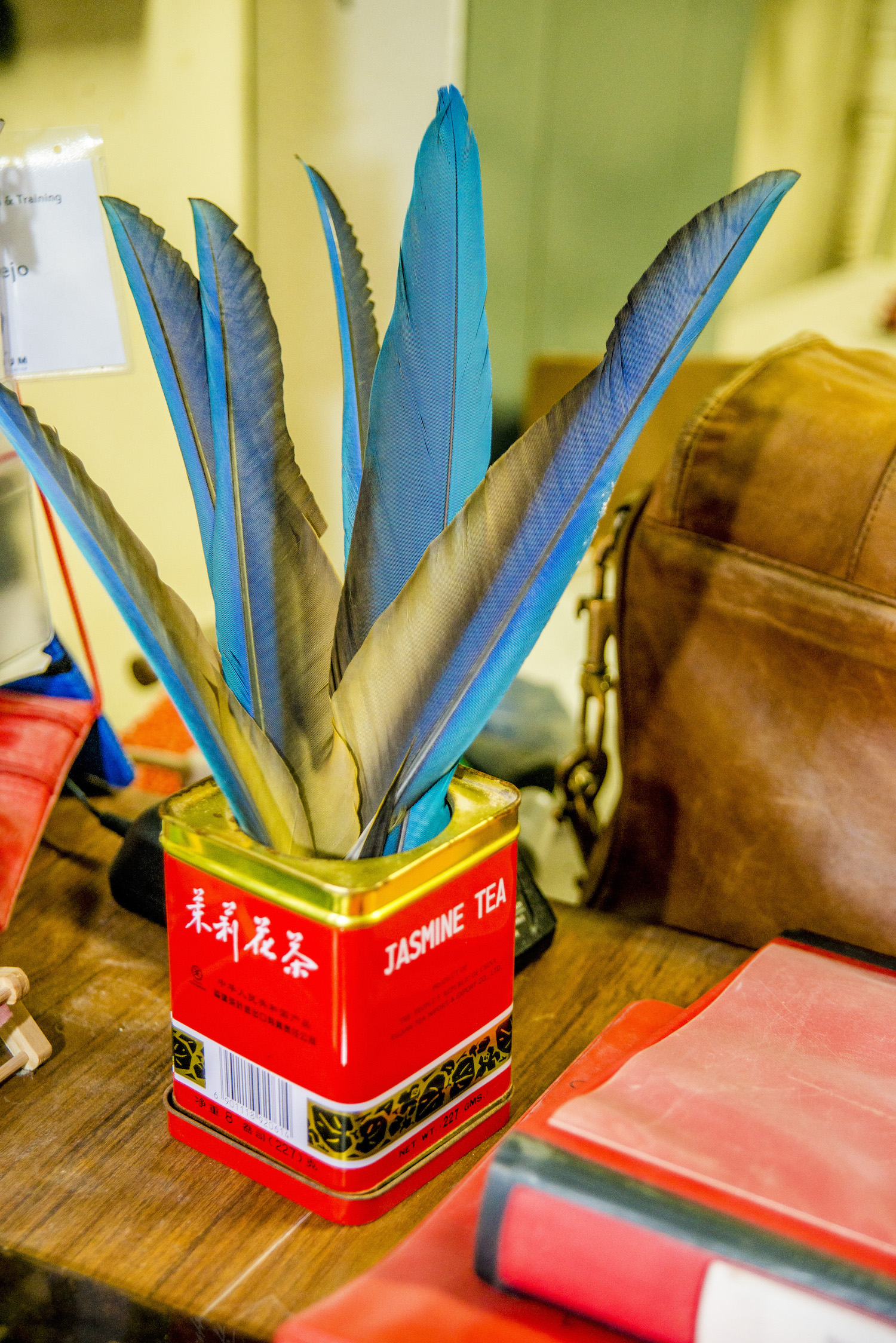Virginia Aquarium, Macaw Feathers on Desk