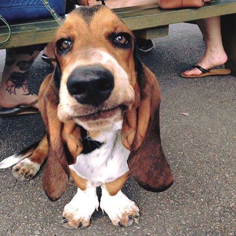 Wasserhund Brewing, Virginia Beach, Hampton Roads, Community Impact Awards