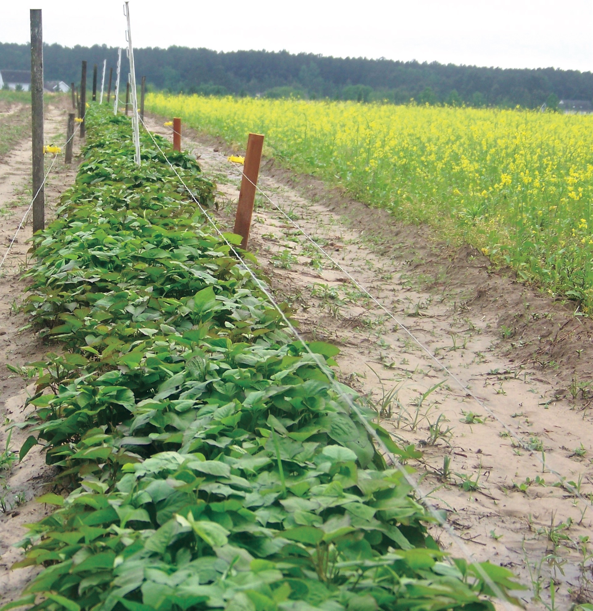 Orapeake Farms, potato farm, Suffolk