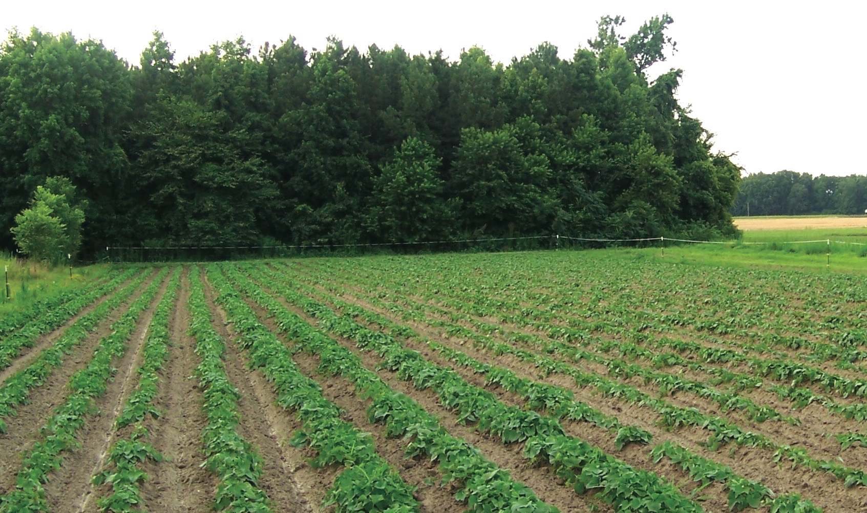 Orapeake Farms, heirloom potato farm, Suffolk