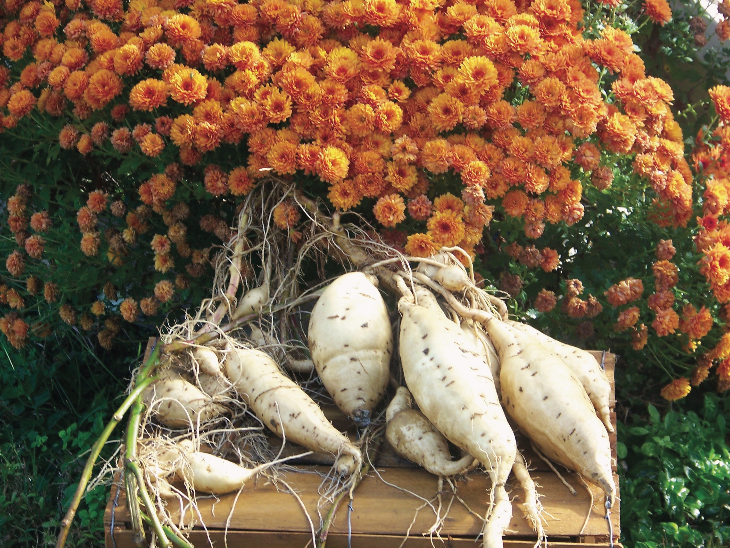 Orapeake Farms, Suffolk