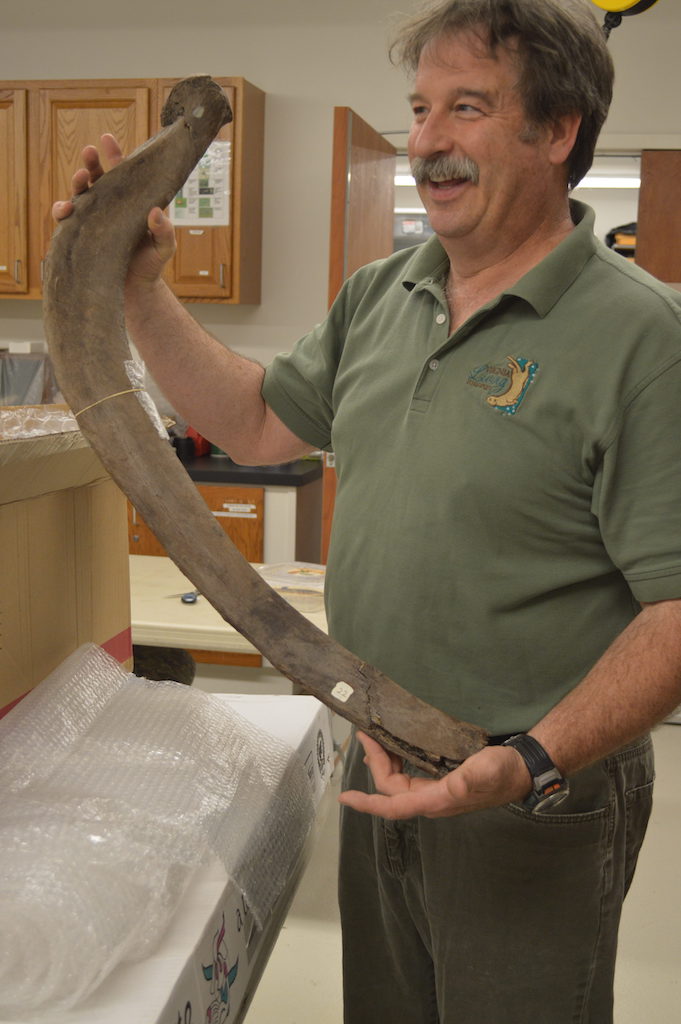 VLM mastodon fossil