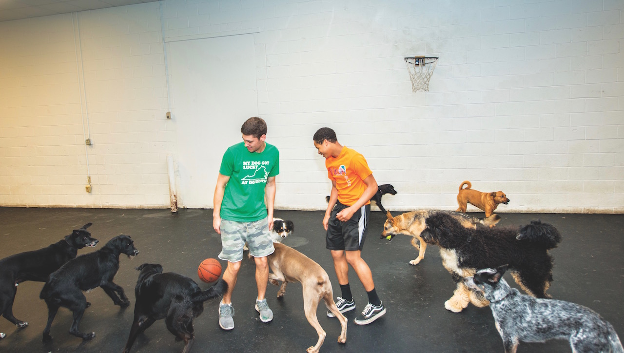 Dogtown dog daycare