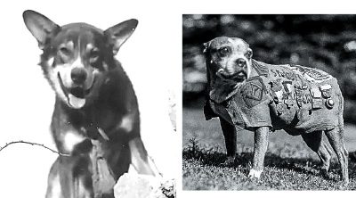 Faithful companions: Stubby and Chip. Sallie is shown at top of page.